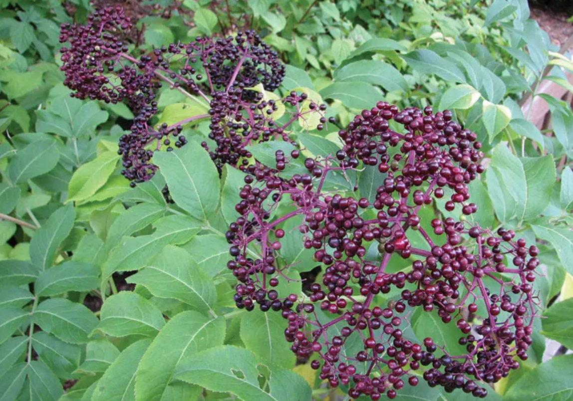 American Elderberry (Sambucus canadensis)