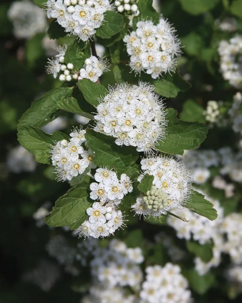 Common Ninebark (Physocarpus Opulifolius)