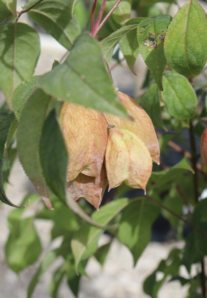 Bladdernut (Staphylea trifolia)