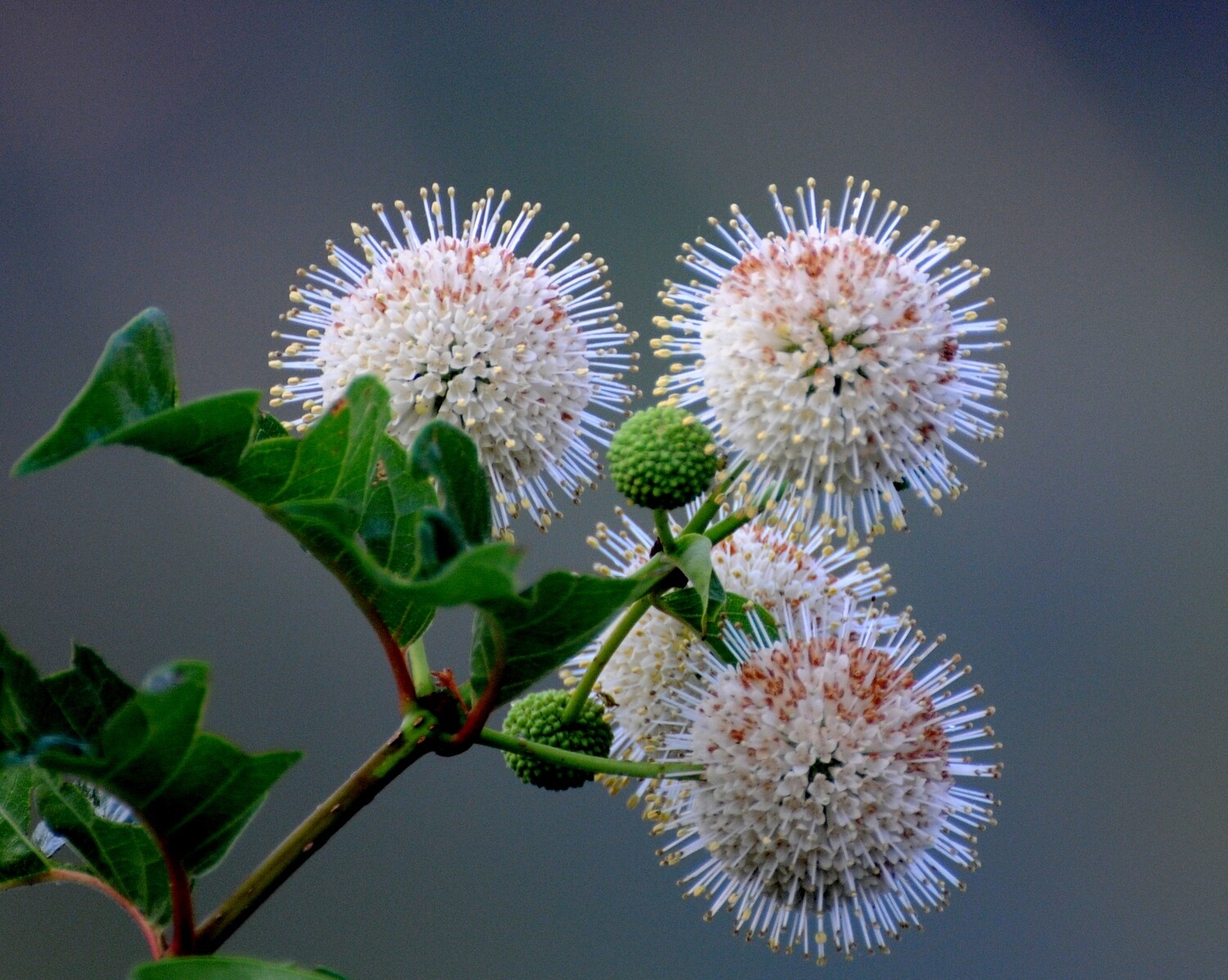 Buttonbush (Cephalanthus occidentalis)