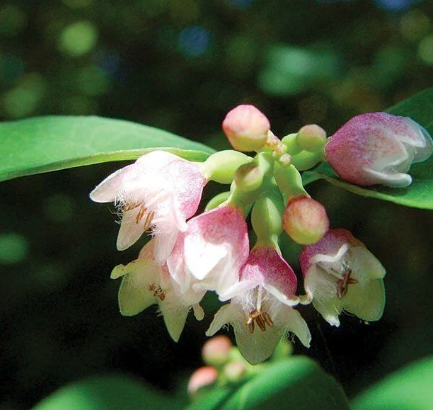 Common Snowberry (Symphoricarpos albus)