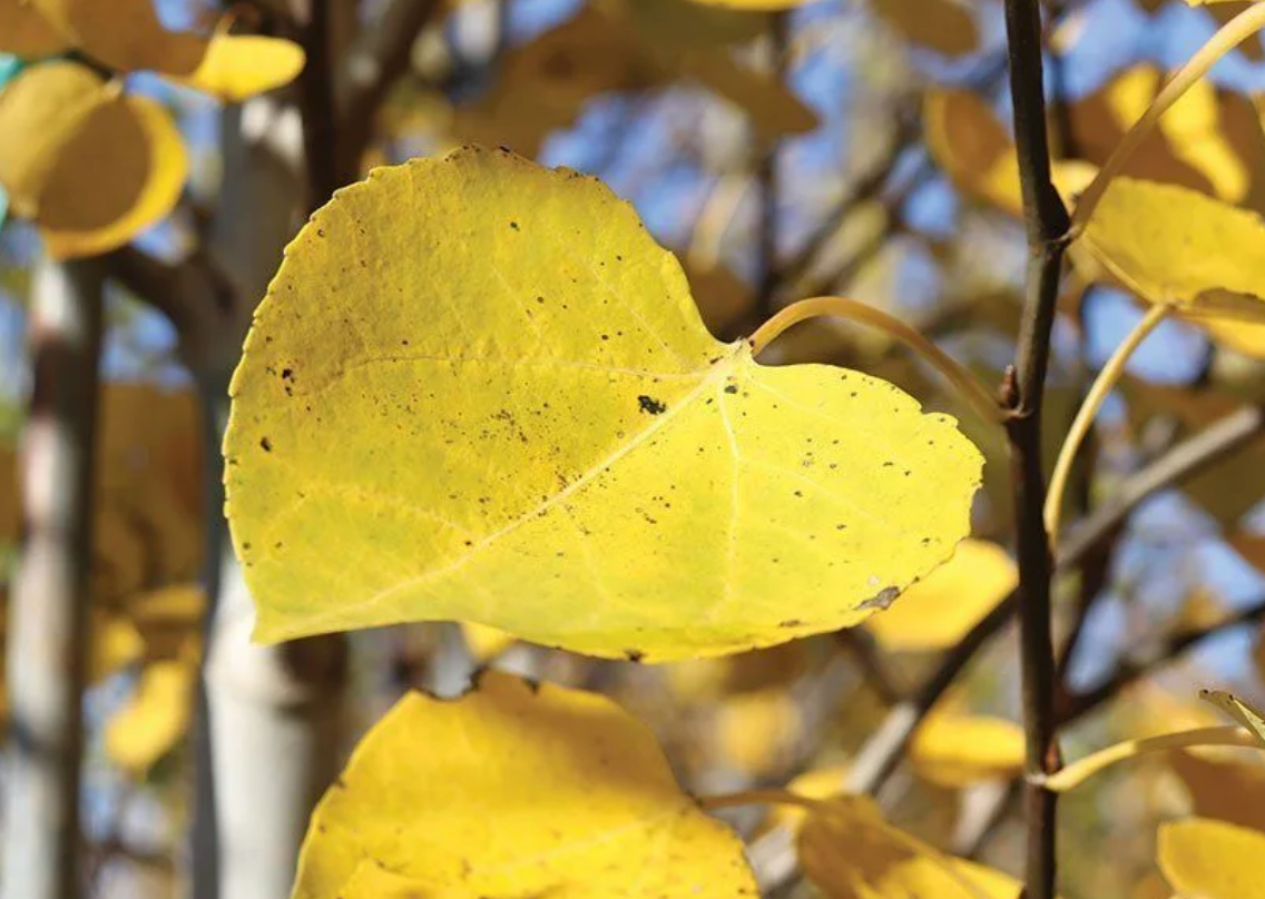 Quaking Aspen (Populus tremuloides)