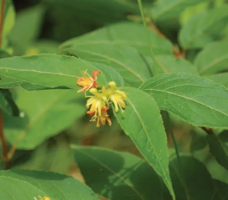 Dwarf Bush Honeysuckle (Diervilla lonicera)