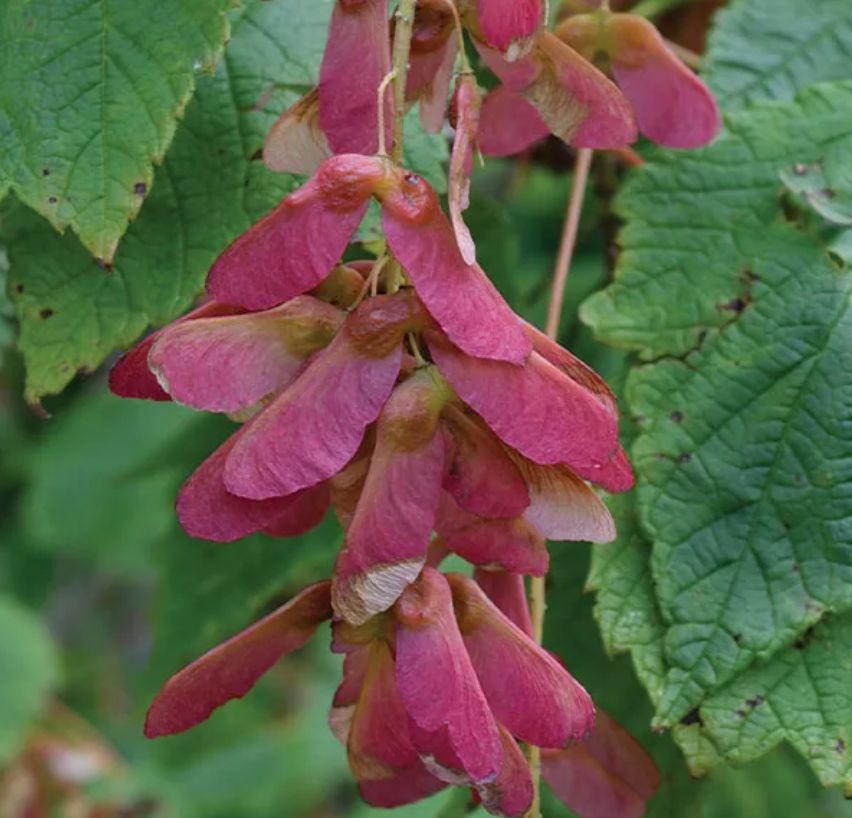 Mountain Maple (Acer spicatum)