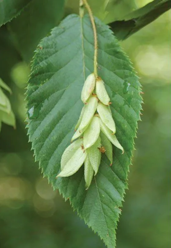 Ironwood (Ostrya virginiana)