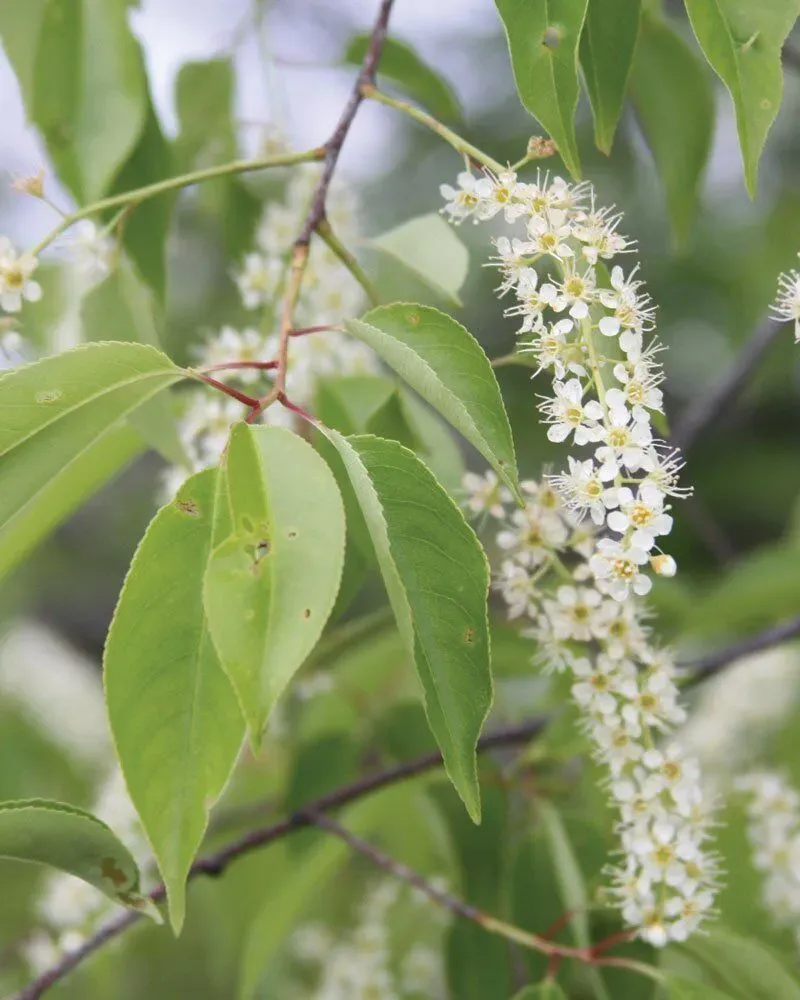 Black Cherry (Prunus serotina)