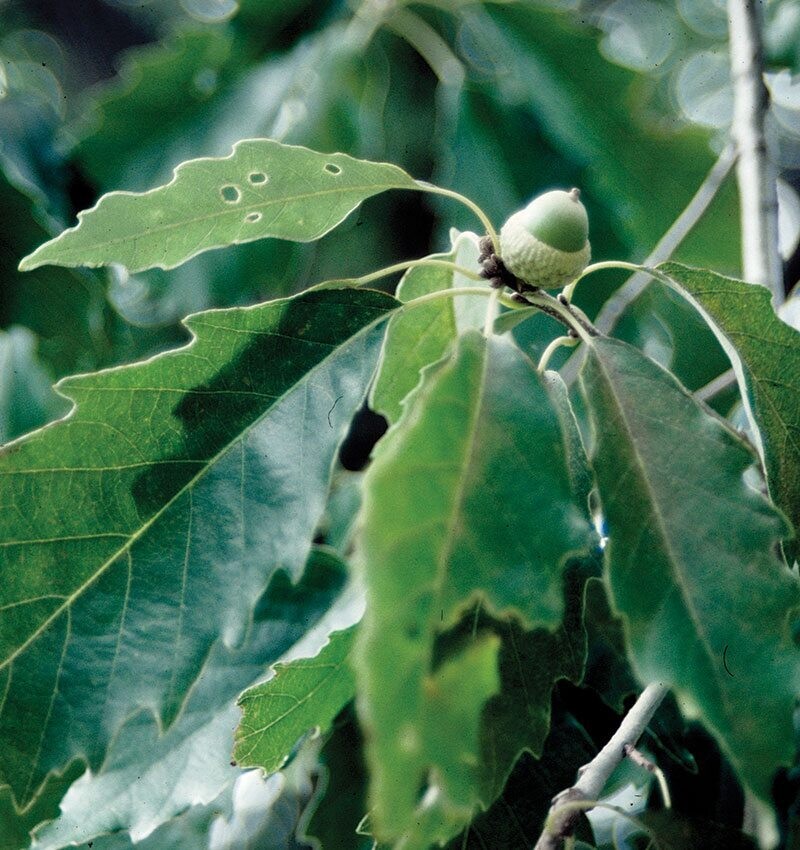 Chinkapin Oak (Quercus muehlenbergii)