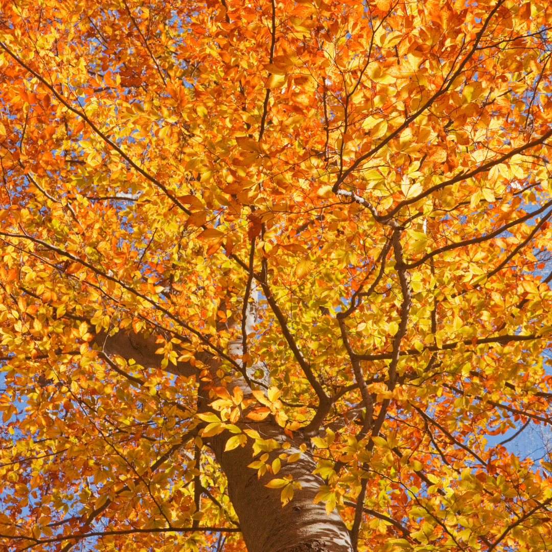 American Beech (Fagus grandifolia)