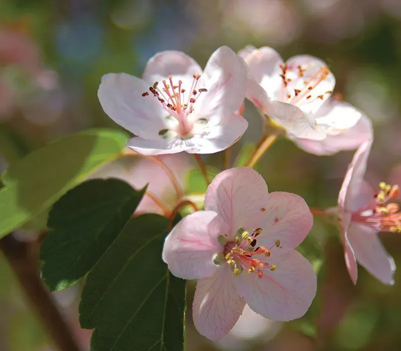 Prairie Crabapple (Malus ioensis)
