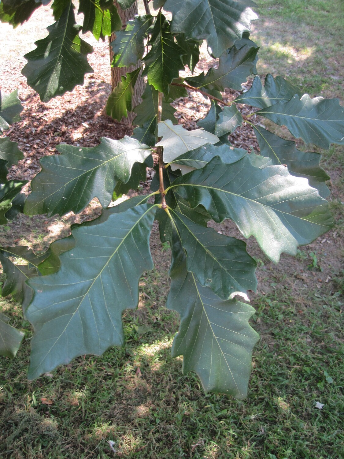 Swamp White Oak (Quercus bicolor)