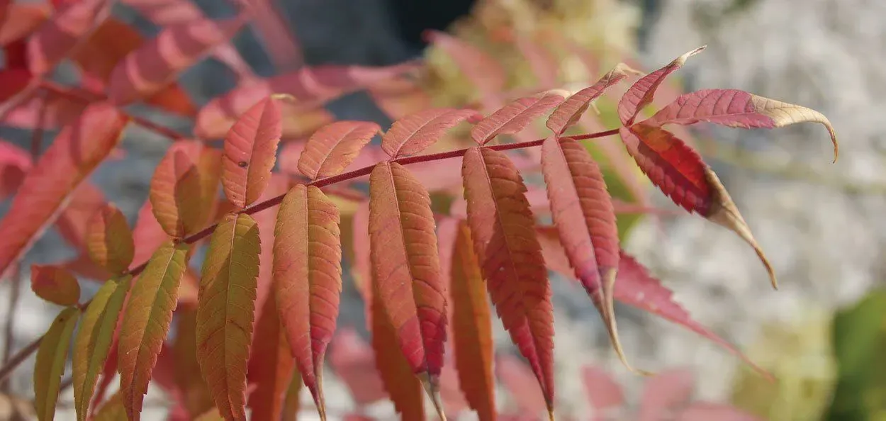 Smooth Sumac (Rhus glabra)