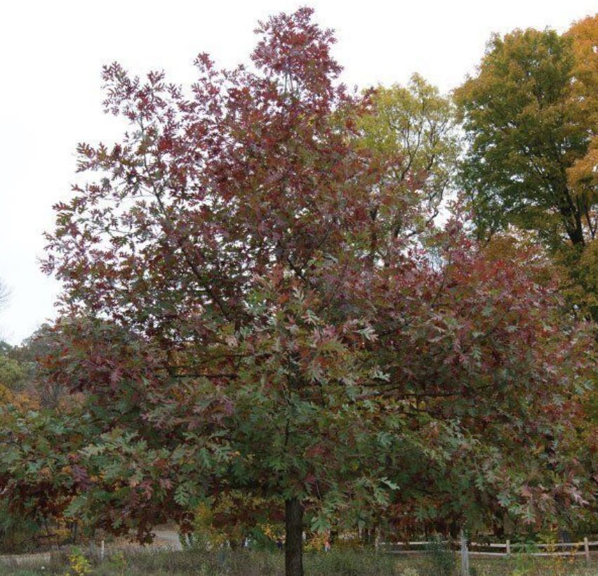 White Oak (Quercus alba)