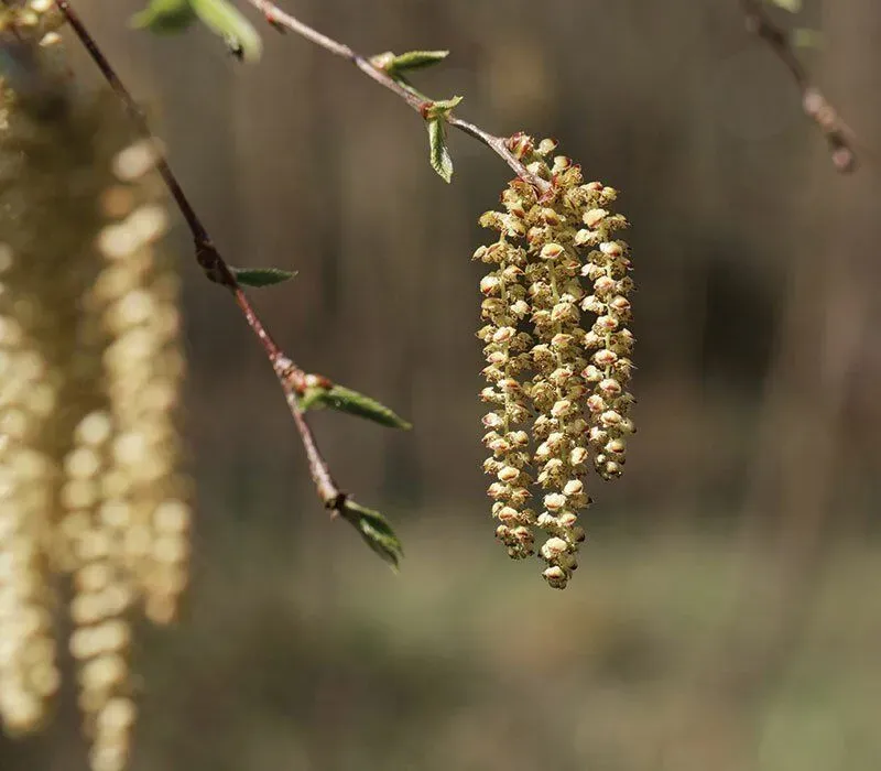 Yellow Birch (Betula alleghaniensis)