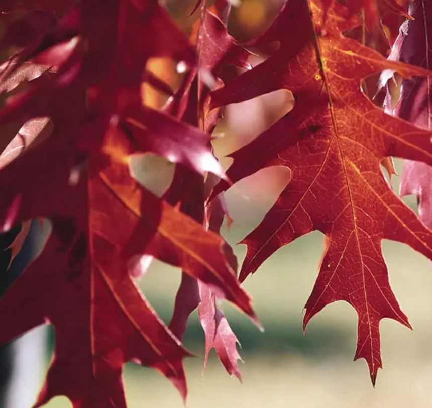 Red Oak (Quercus rubra)