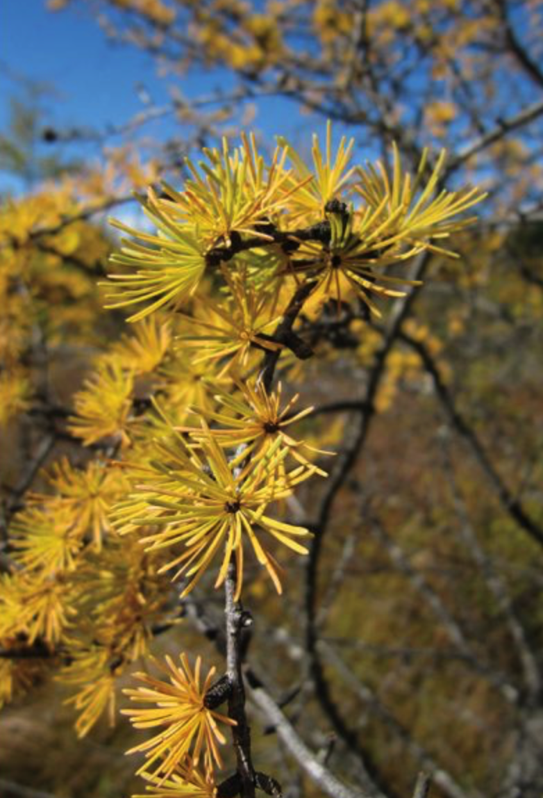 Tamarack (Larix laricina)