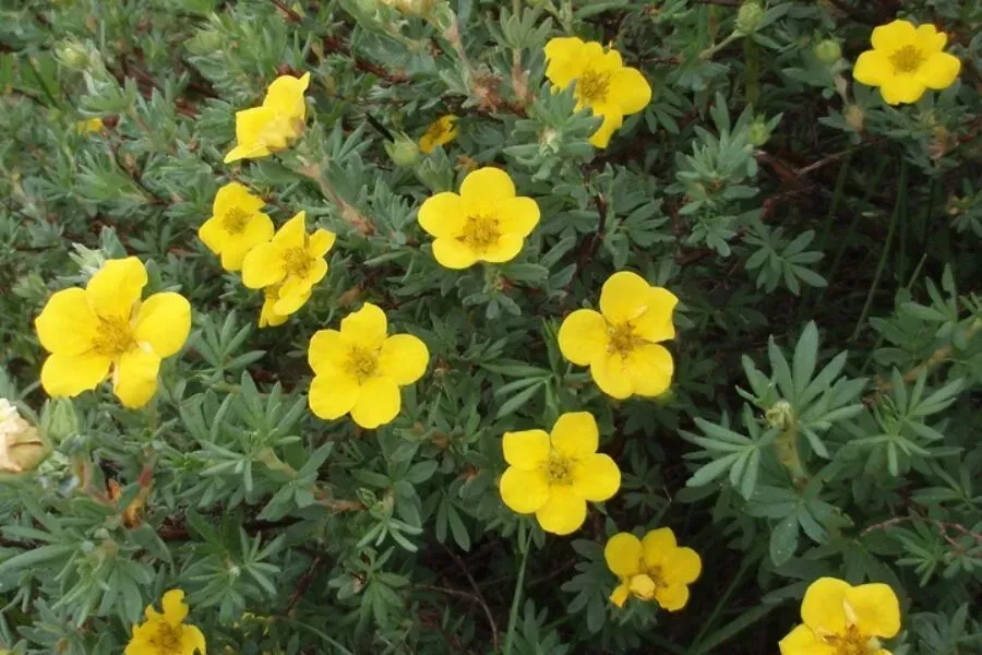 Bush Cinquefoil (Dasiphora fruticosa)