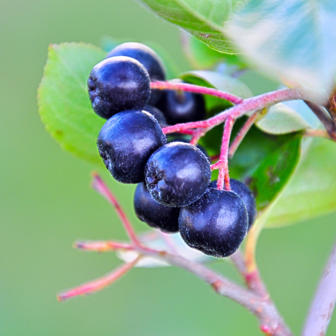 Glossy Black Chokeberry (Aronia melanocarpa var. Elata)