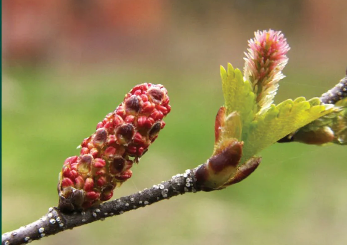 Bog Birch (Betula pumila)
