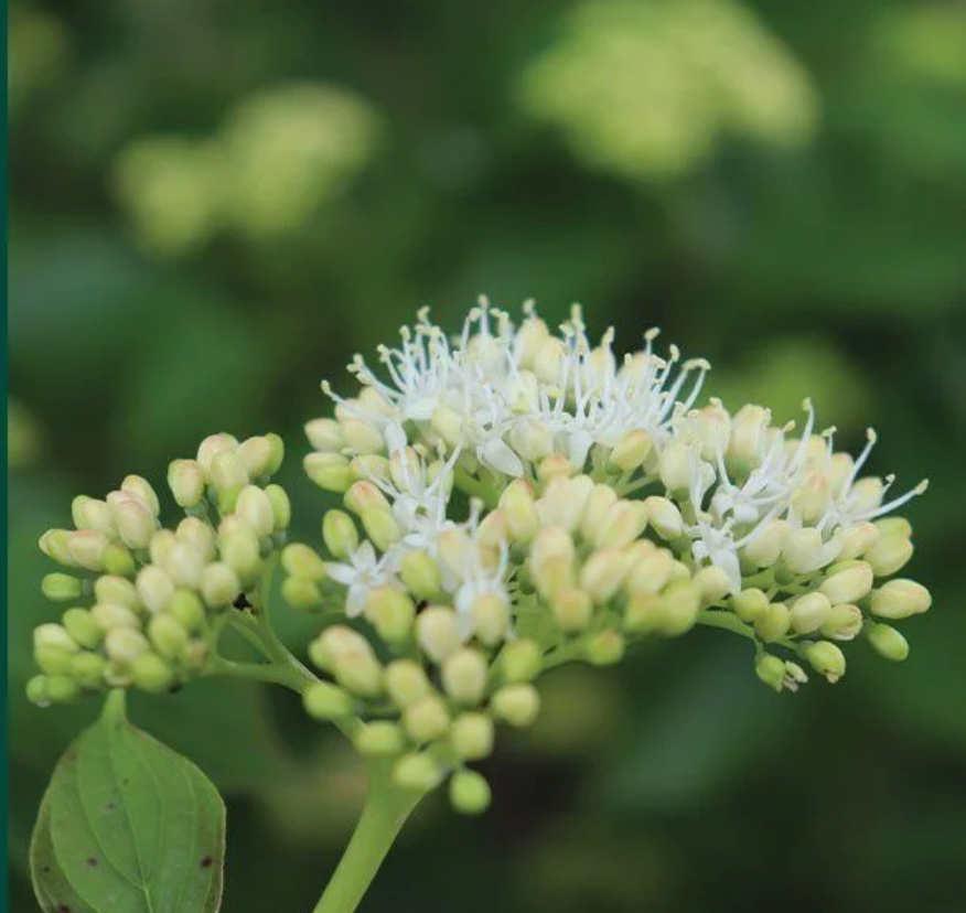 Pagoda Dogwood (Cornus alternifolia)