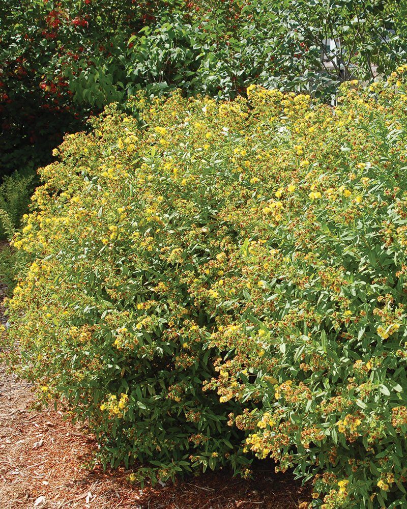 Kalm's St. Johnswort (Hypericum kalmianum)