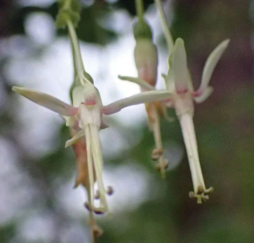Missouri Gooseberry (Ribes missouriensis)