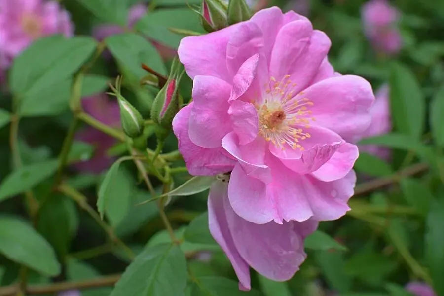 Swamp Rose (Rosa palustris)