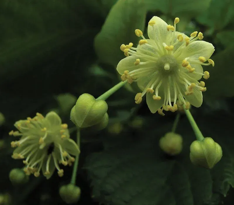 Basswood (Tilia americana)