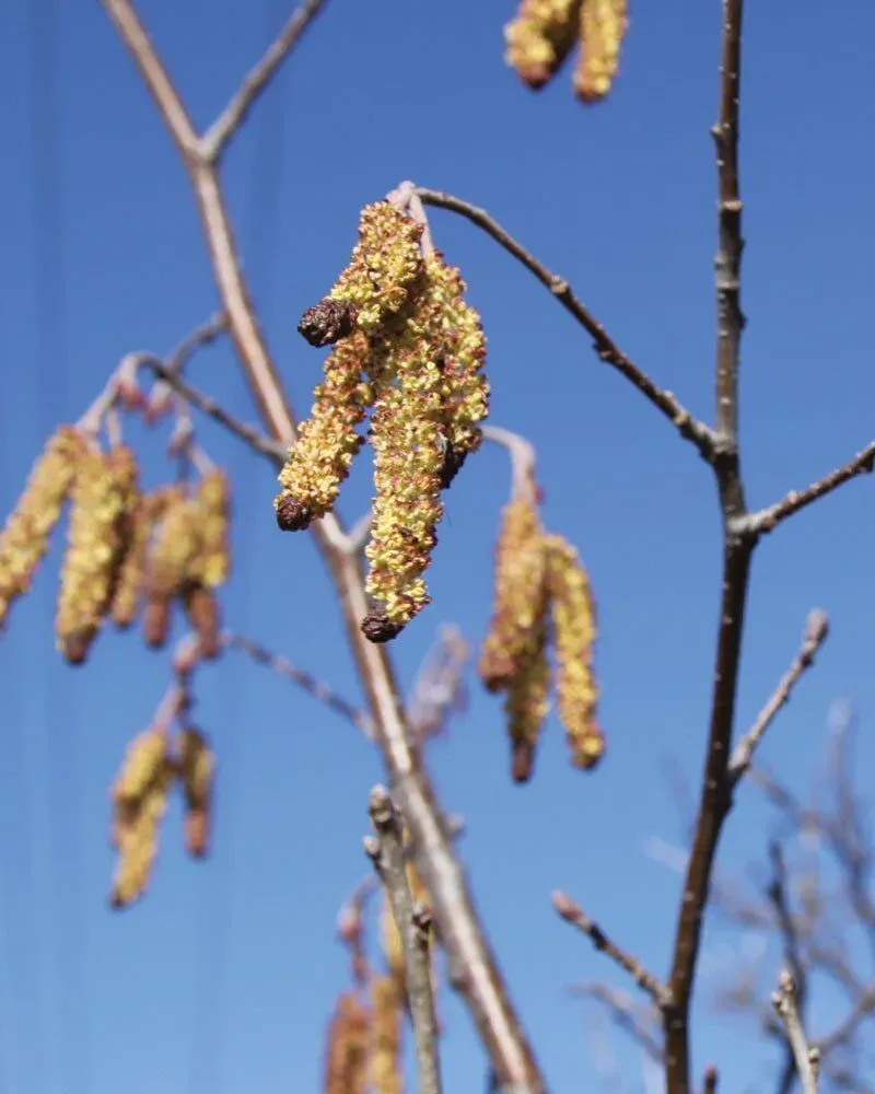 Speckled Alder (Rhamnus alnifolia)