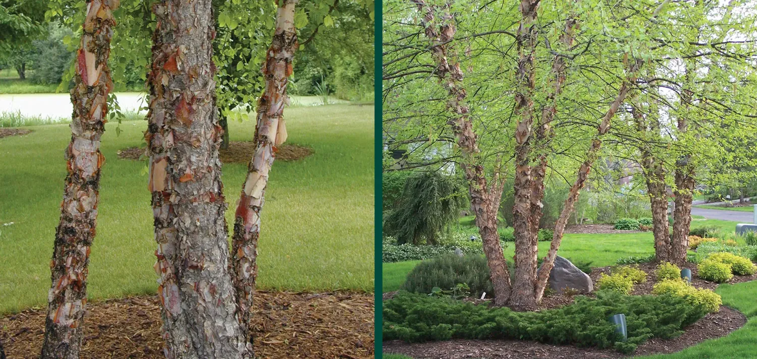 River Birch (Betula nigra)