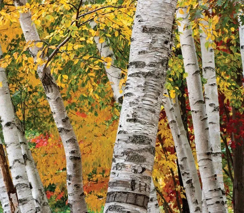Paper Birch (Betula alleghaniensis)