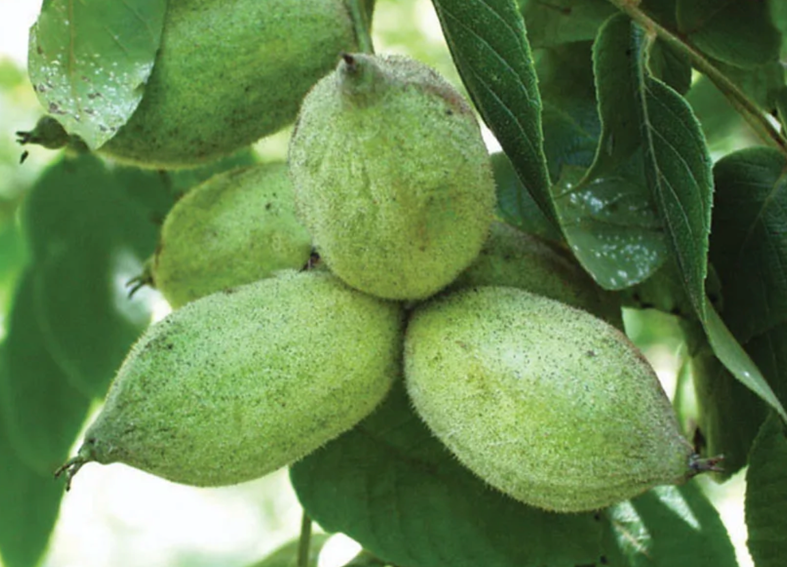 Butternut (Juglans cinerea)