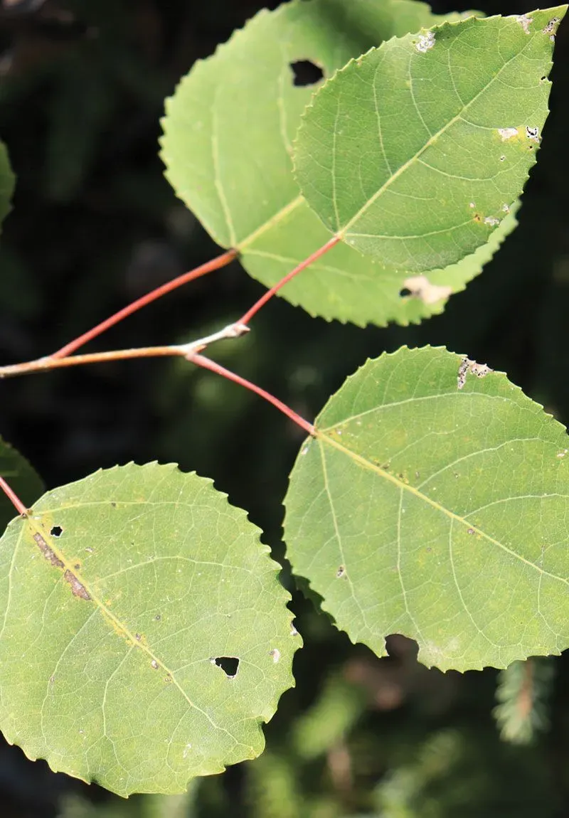 Bigtooth Aspen (Populus grandidentata)