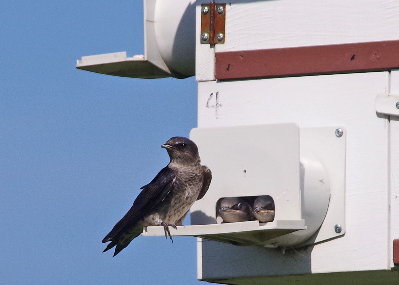 Sponsor a Nest Box!