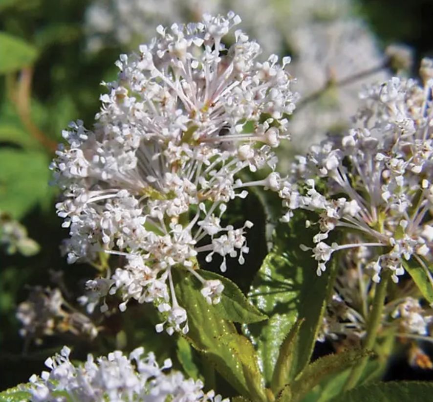 New Jersey Tea (Ceanothus americanus)
