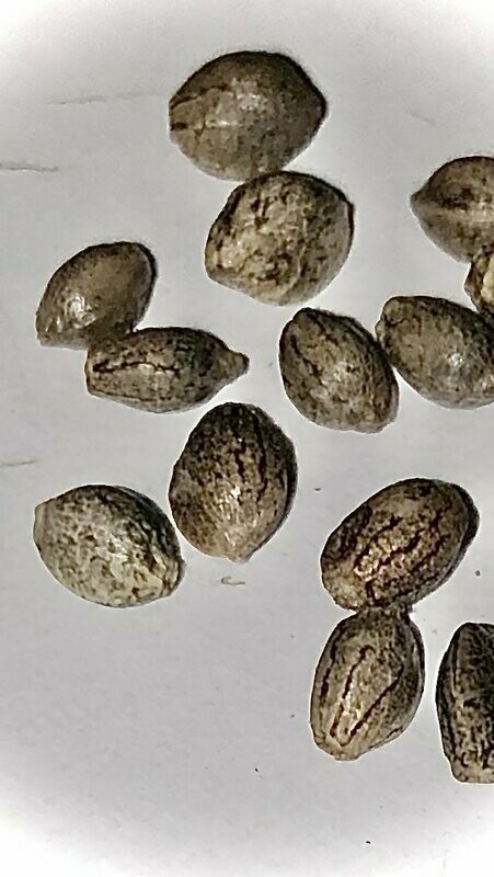 Lemon Glue CBG