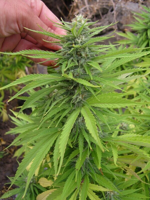 Cheese Kush Cake