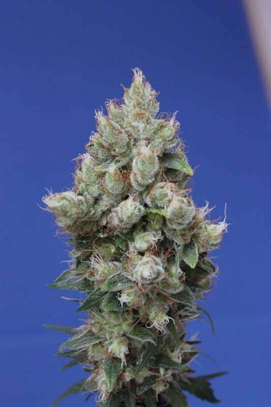 Deep Diesel