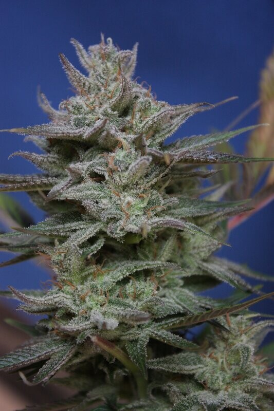 Og Zkittlez