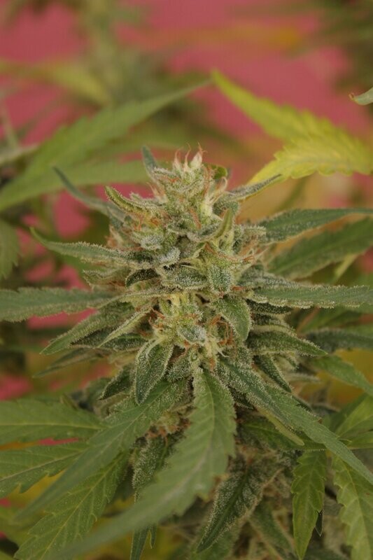 Cheese Fruit Cake CBD