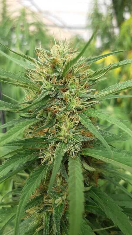 Babylonia Fruit CBD 13 reg  seeds