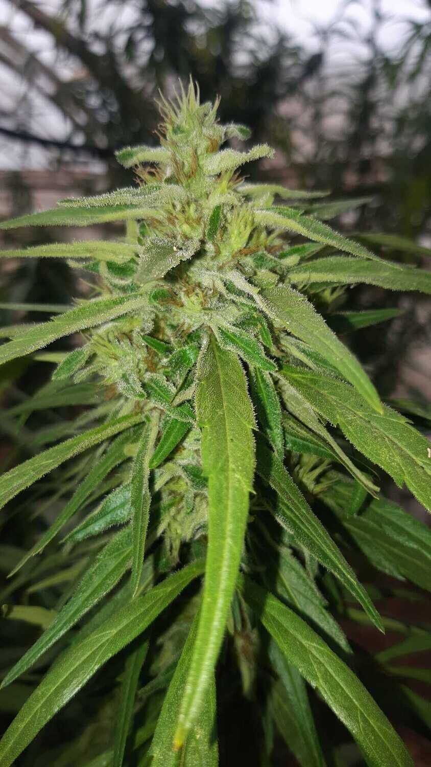 Lemonchelo  CBD  13 reg