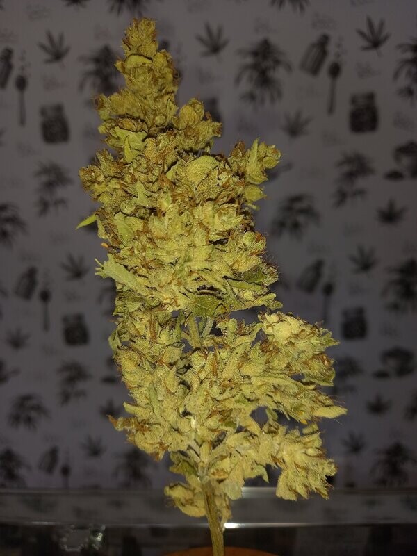 LEMON GLUE CBG