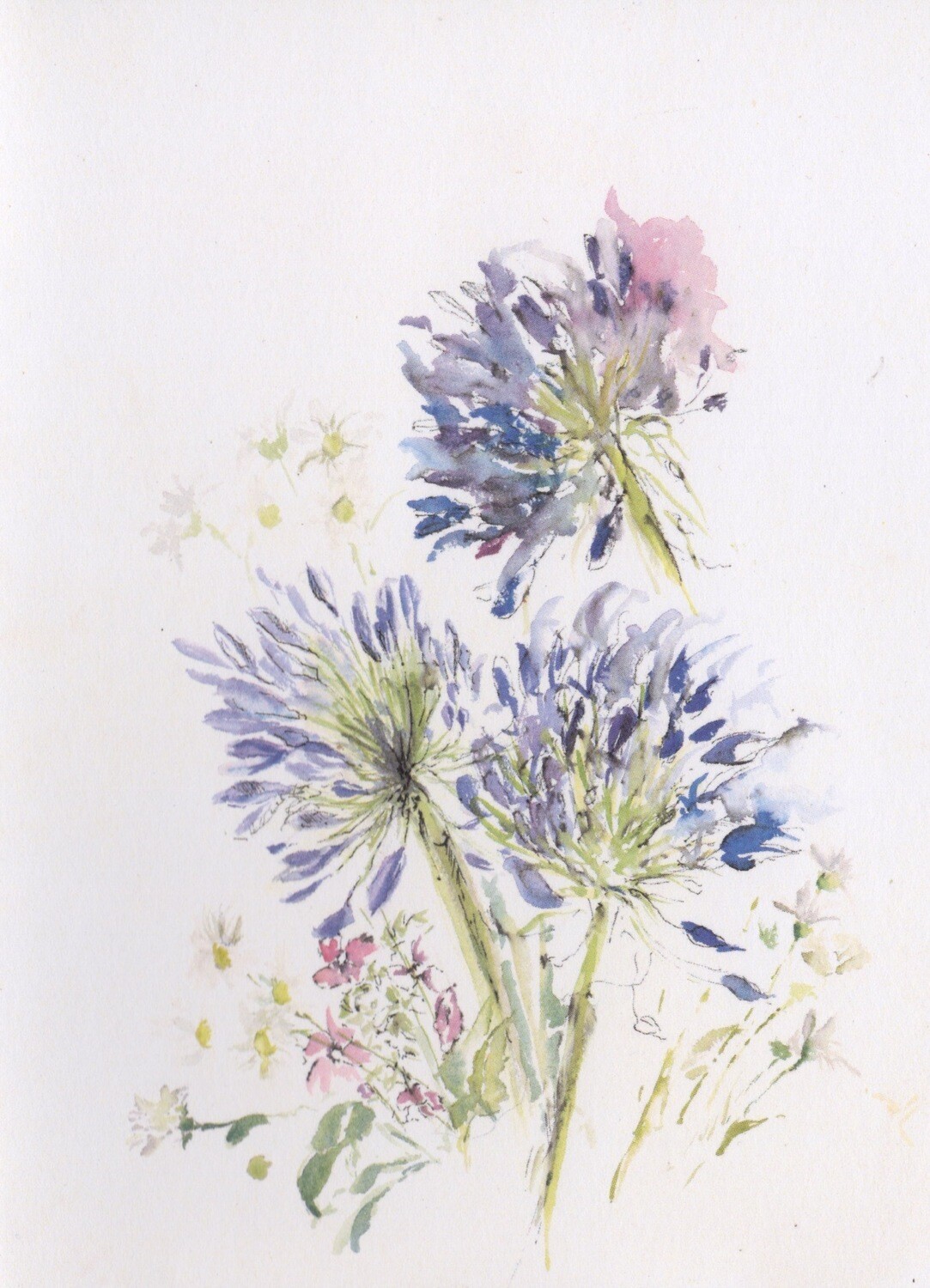 Agapanthus