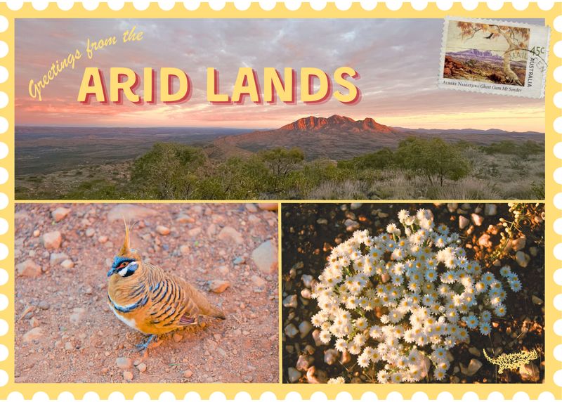 Pack of 6 Post Cards