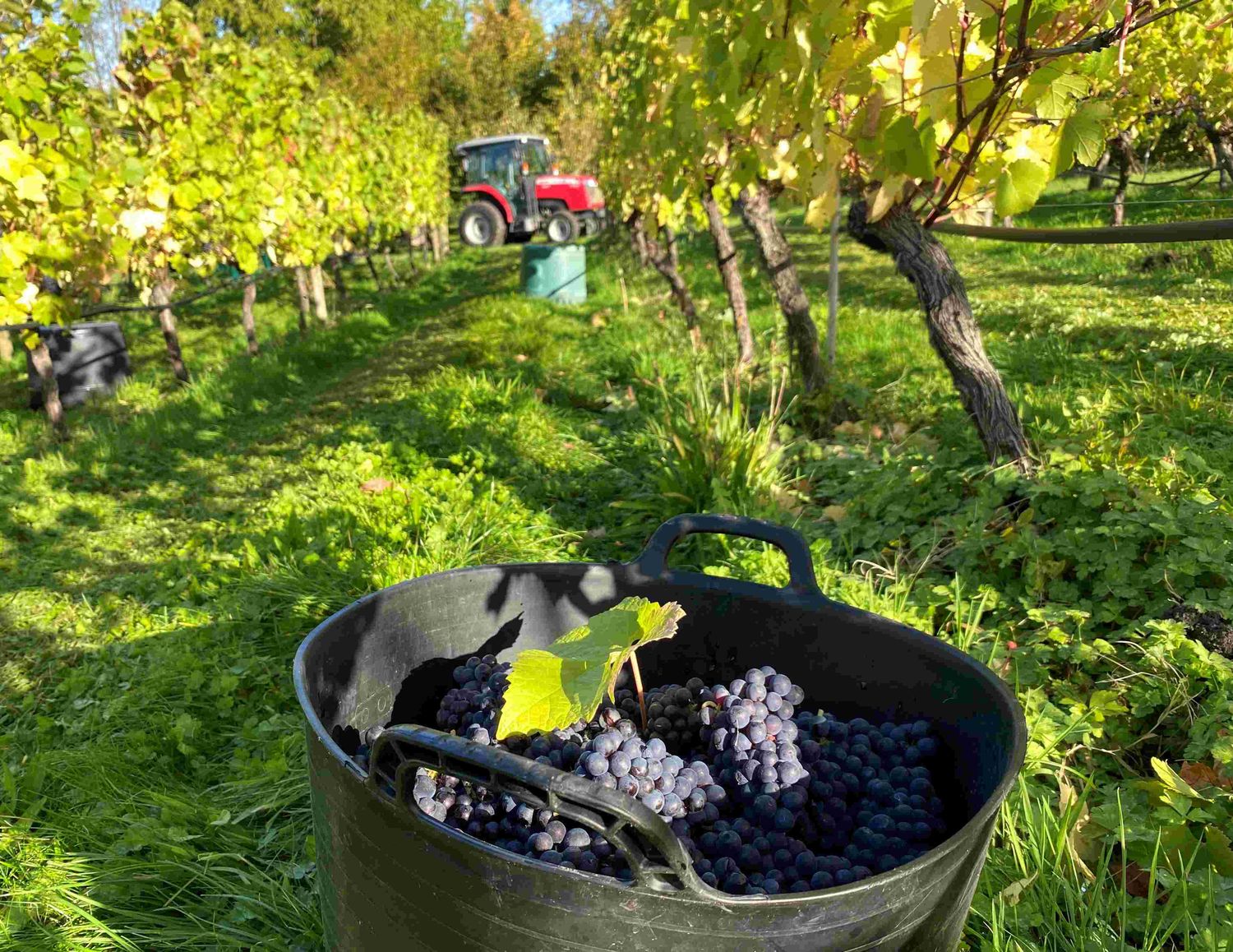 Case of 6 Hendred Rosé