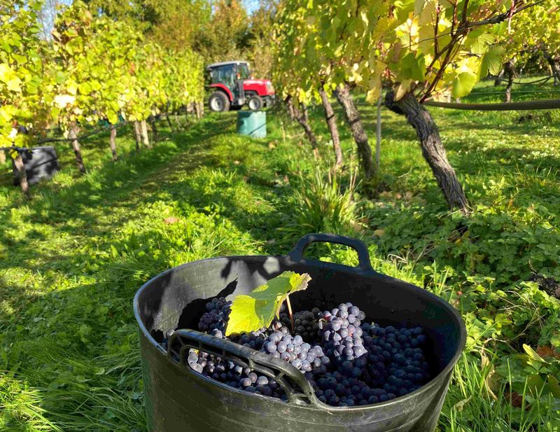 Case of 6 Hendred Rosé