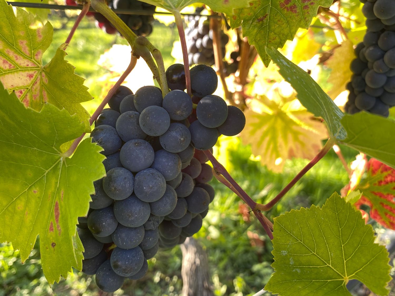 Case of 6 Hendred Brut Rosé