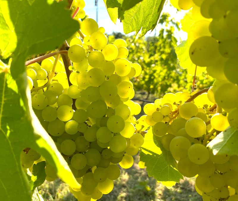 Case of 6 Hendred Furlong