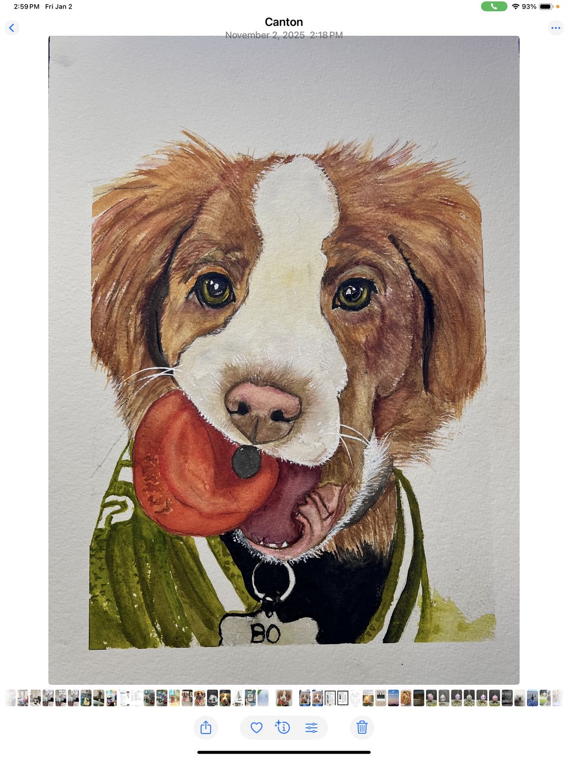 Pet portraits