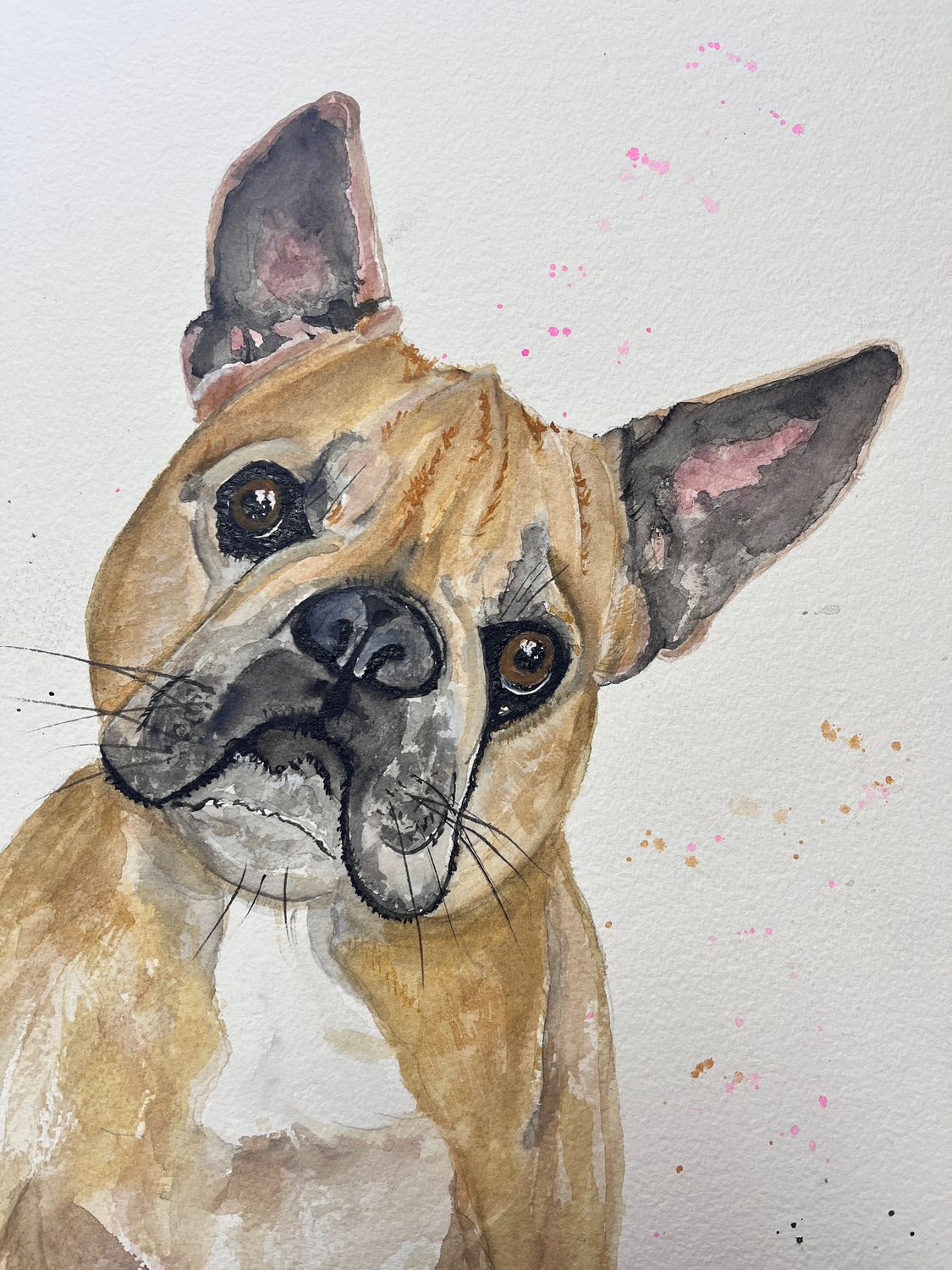 Pet portraits